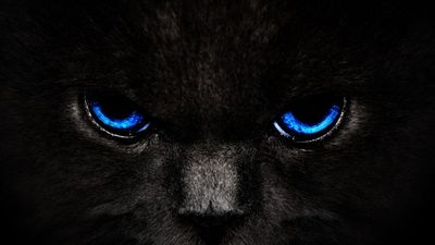 HD Wallpaper Animals Black Digital Graphic Design  Free Download in 1080p