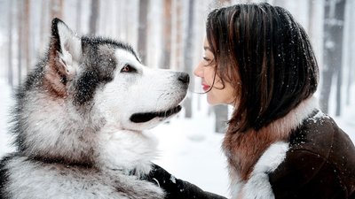 Beautiful HD Wallpaper White and Black Siberian Husky in Front of Woman  Free Download