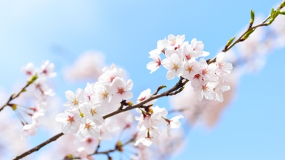 Vibrant Cherry Blossoms in Stunning 5K Resolution