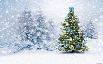 WQHD and HD Wallpaper Christmas Tree Winter Snow Cold Temperature  Free Download 1080P to 5K