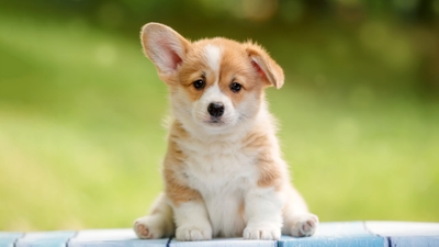 Adorable Corgi Puppy Pure Joy Background