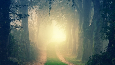 Enchanting Misty Trail Serene Forest Path in Fog