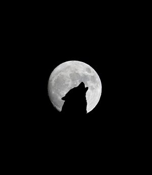 Mobile HD Wallpaper Wolf and Full Moon Howl in Silhouette  Halloween Night Moonlight and Spooky Atmosphere