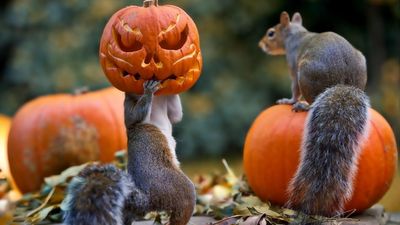 HD Halloween Wallpaper Funny and Cute Squirrels Celebrating with Pumpkins and Masks  Free Download 1080p 2K 4K 5K