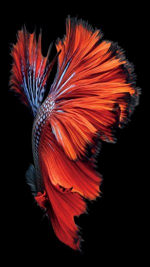 Mobile HD Wallpaper Space Gray iPhone 6s Siamese Fighting Fish  iOS iPod