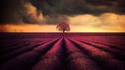 Serene Lavender Field Lone Tree Background for Nature Lovers