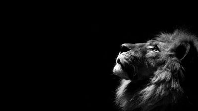 HD Lion Wallpaper Minimalistic Monochrome Background with Animal Themes  1080p Free Download