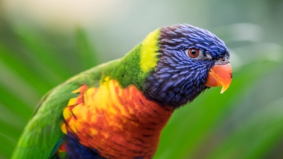 Vibrant Rainbow Lorikeet Feathers Colorful Avian Delight