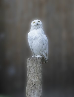 White Owl on Brown Trunk HD Wallpaper of a Snowy Owl Mystical and Beautiful Bird in Nature