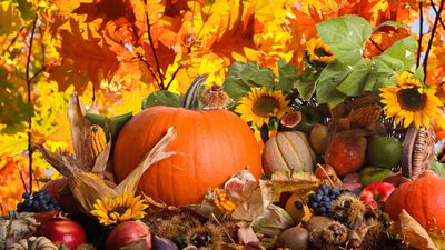 HD Wallpaper Squash Pumpkin and Autumn Vibes  Perfect for Halloween and Thanksgiving Celebrations