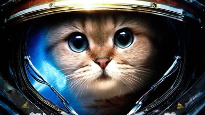 HD Wallpaper Astronaut Cat Digital Wallpaper in 1080p  Starcraft II James Raynor Space