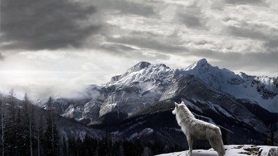 HD Wallpaper Majestic Wolf in Snowy Mountains  Free Download 1080p HD 2K 4K 5K